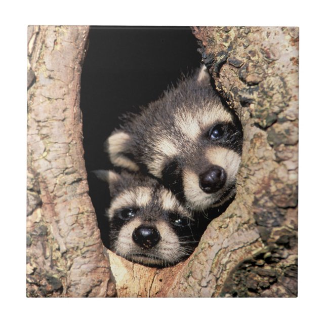 Carreau Bébé Raccoons se jetant dans l'arbre (Devant)