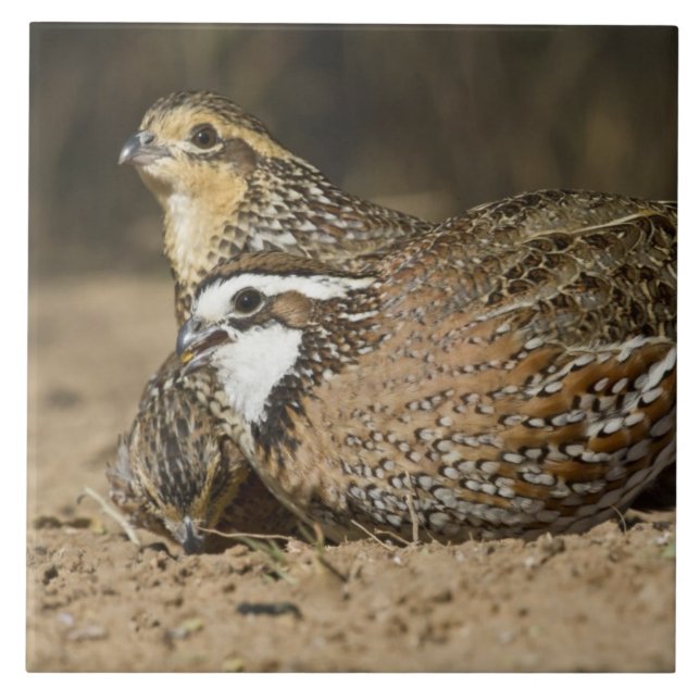 Carreau Bébés de caille nordique Bobwhite à l'étang pour b (Devant)