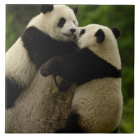 Bébés pandas géants (Ailuropoda melanoleuca)