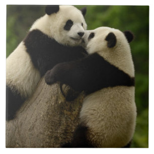 Carreau Bébés pandas géants (Ailuropoda melanoleuca)