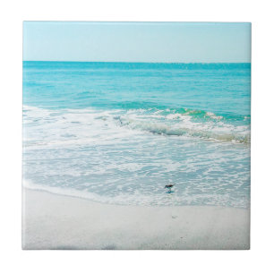 Carreau Bécasseau de sable de Floride