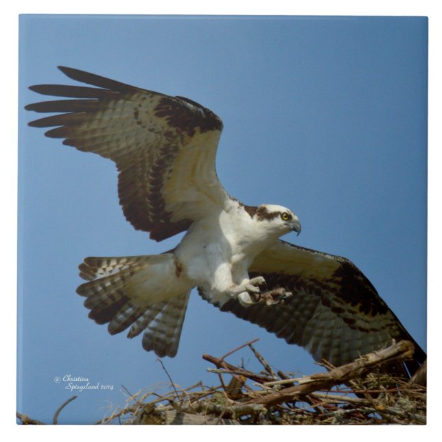 Carreau Bécasseau d'Osprey à l'atterrissage (Devant)