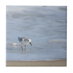 Carreau Bécasseau solitaire marchant sur la plage