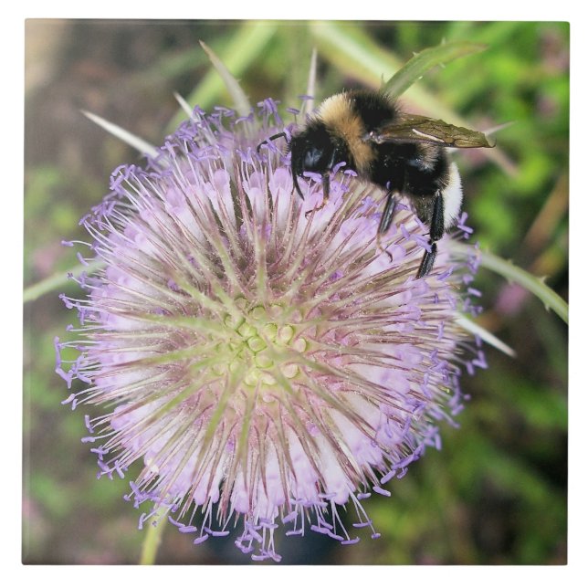 CARREAU BEE ET LA FLEURS DE TEASEL (Devant)