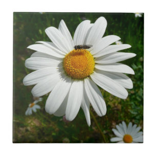 Carreau Bee on Daisy Alaskan Summer Nature