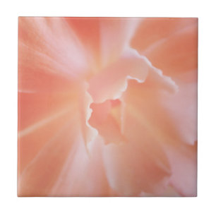 Carreau Bégonia coloré par saumon mou magnifique