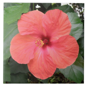Carreau Belle Carrelage à fleurs d'Hibiscus orange