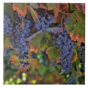 Carreau Belle et colorée vignes Carrelage d'art