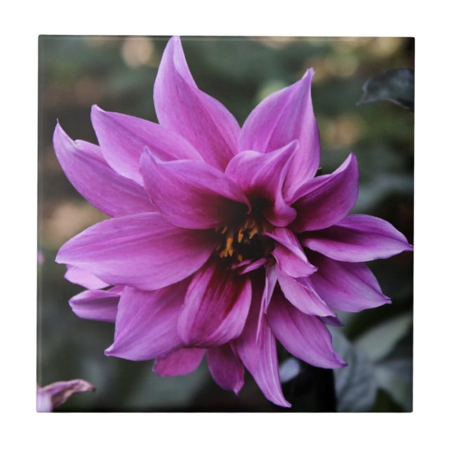 Carreau Belle fleur de dahlia (Devant)