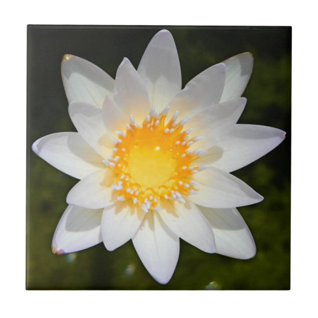 Carreau Belle fleur nénuphar d'eau blanche (Devant)