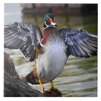 Carreau Belle frapper Bois Canard Floride Photographie