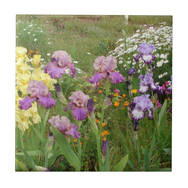 Carreau Belle Iris Fleur violet Fleur Photo (Devant)