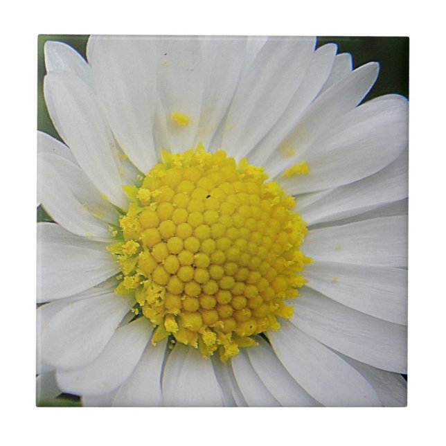 Carreau Belle marguerite blanche (Devant)