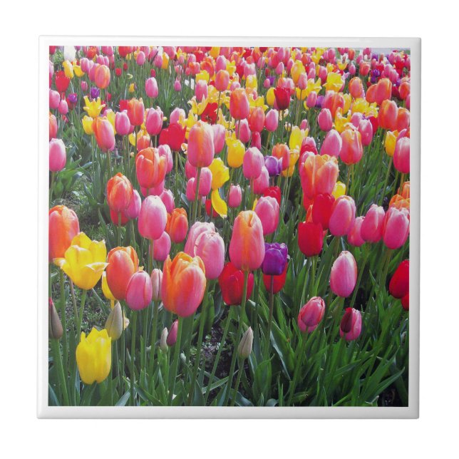Carreau Belle photo de conception de photo de tulipe (Devant)