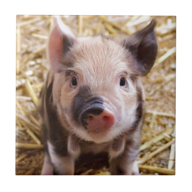 Carreau Belle photo d'un bébé porc (Devant)