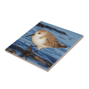 Carreau Belle Sanderling Wanders Shortry Shorts