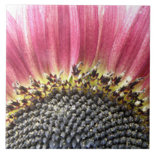 Carreau Belle Tile De Tournesol Rose
