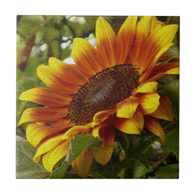 Carreau Belle Tile en céramique de tournesol jaune et oran (Devant)