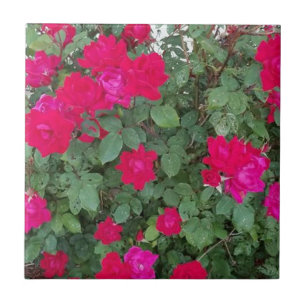 Carreau Belles Fleurs