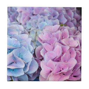 Carreau Belles fleurs violettes, bleues, roses d'Hydrangée