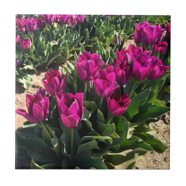 Carreau Belles tulipes (Devant)