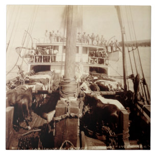 Carreau Bétail d'expédition sur "W.G. Hall", Hawaï, 1890s