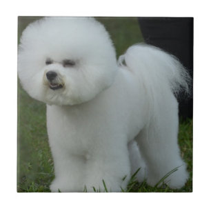 Carreau Bichon adorable