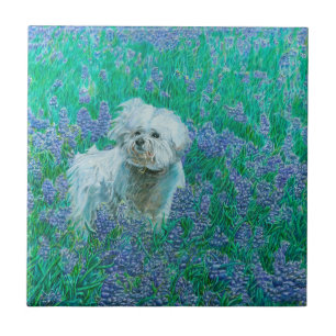 Carreau Bichon Frise
