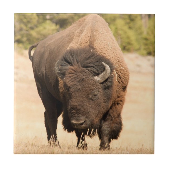 Carreau Bison (Devant)