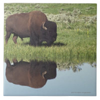 Bison (bison de bison) sur le pré herbeux