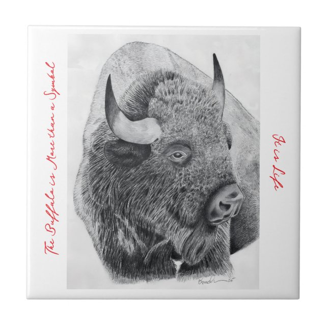 Carreau Bison d'Amérique (Devant)