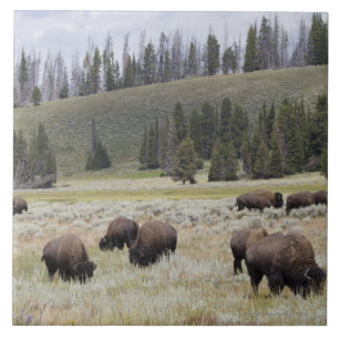 Carreau Bison dans la vallée de Hayden de Yellowstone