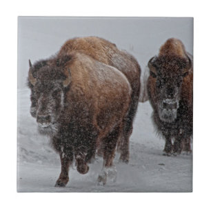 Carreau Bison de Yellowstone