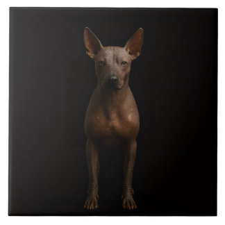 Carreau Black 4 Luxe Tile with Argentine Pila Dog