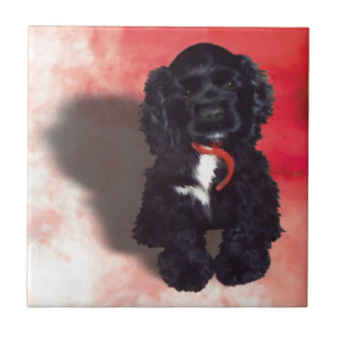 Carreau Black Cocker Spaniel Puppy - Abby