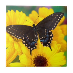 Carreau Black Swallowtail