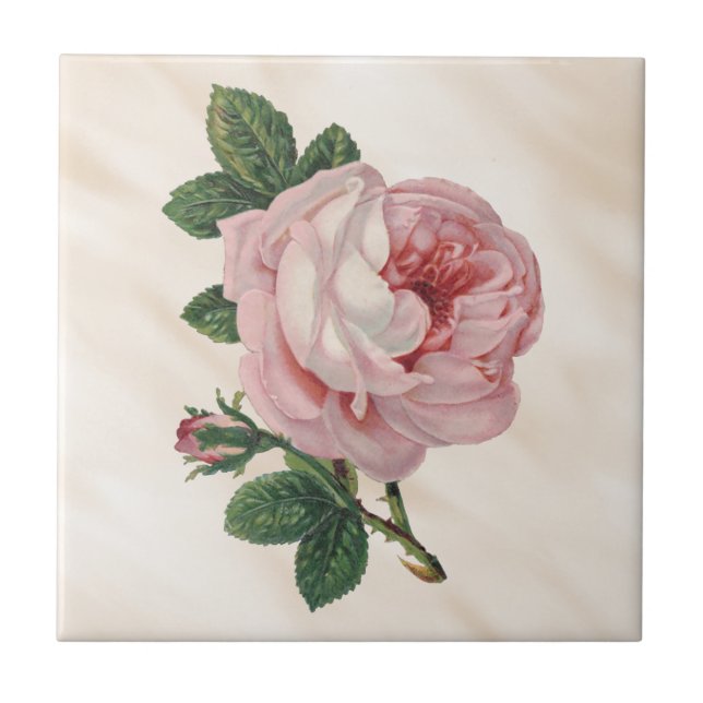 Carreau Blanc brumeux d'antiquité rose de satin de chou de (Devant)