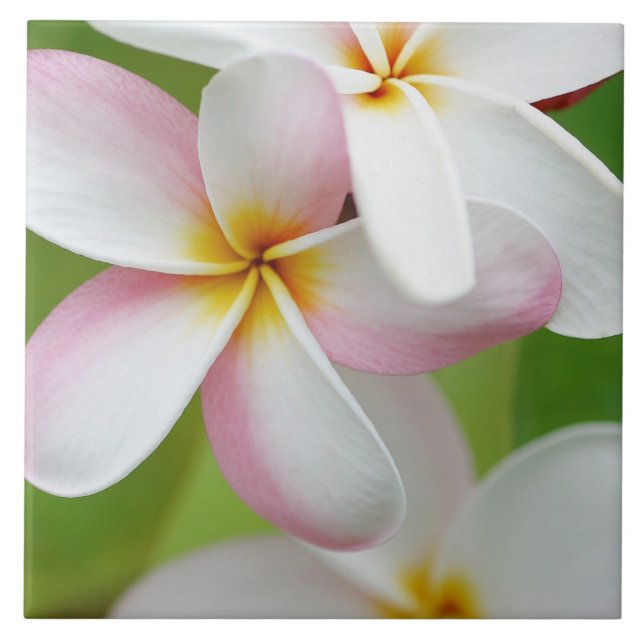 Carreau Blanc customisé par fleur d'Hawaï de Frangipani de (Devant)