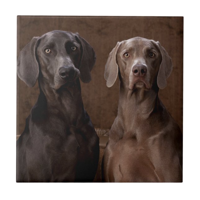 Carreau Bleu et Teyla le Weimaraners (Devant)