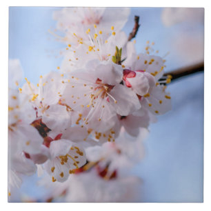 Carreau Blossom des abricots japonais
