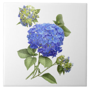 Carreau Blue Hydrangea Flower Botanical Art