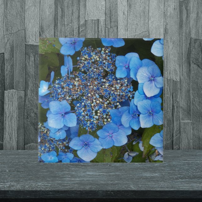 Carreau Blue Lacecap Hydrangea Floral (In Situ)