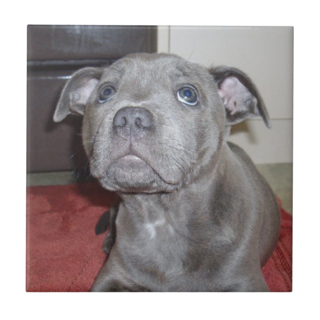 Carreau Blue Staffordshire Bull Terrier Puppy (Devant)