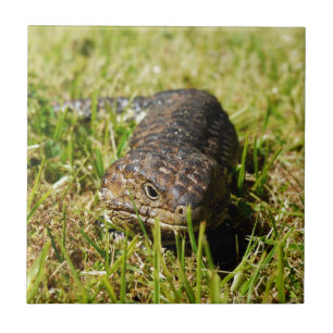 Carreau Blue Tongue Lizard Creeping