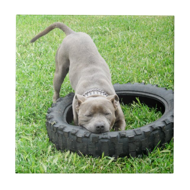 Carreau Blue Young Stafford Bull Terrier (Devant)