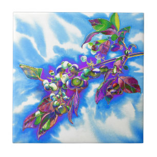 Carreau Blueberry Solar