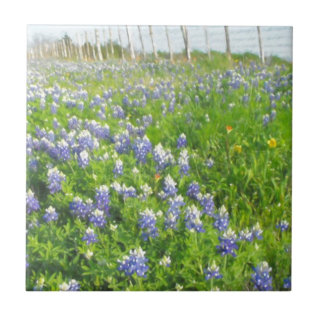 Carreau Bluebonnets côté route (Devant)