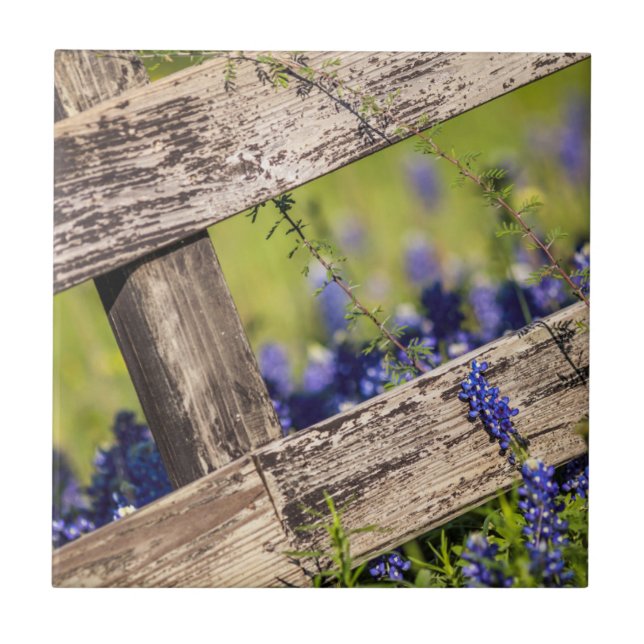 Carreau Bluebonnets de Texas autour d'une barrière de pays (Devant)
