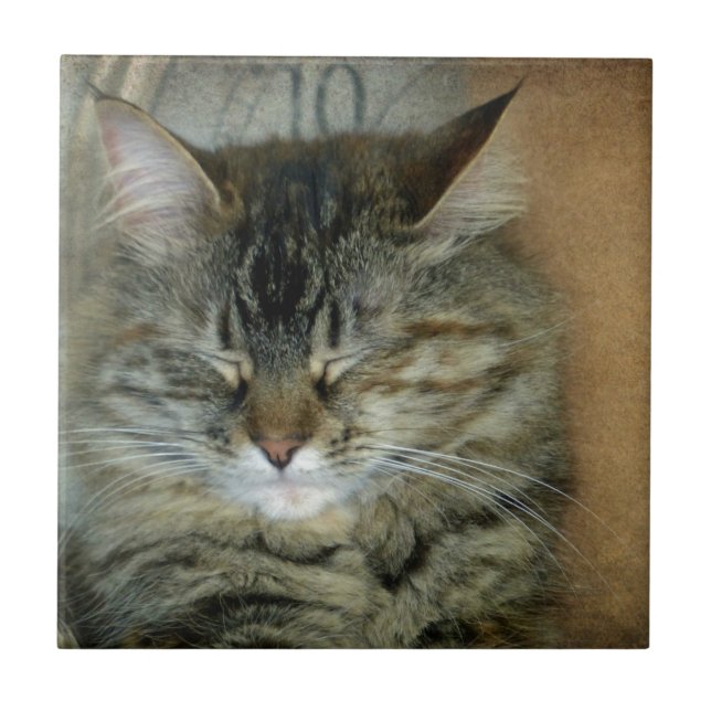 Carreau Bob (Devant)