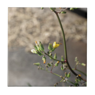 Carreau Bogue sur la fleur